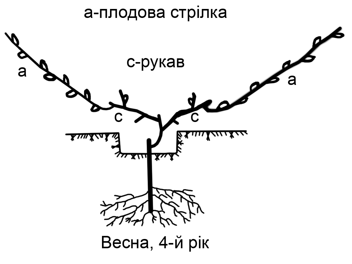 Схема посадки винограда